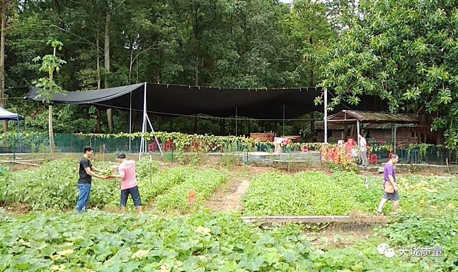 向往的生活——研發項目質量部和測試部深圳九龍山生態園野炊活動